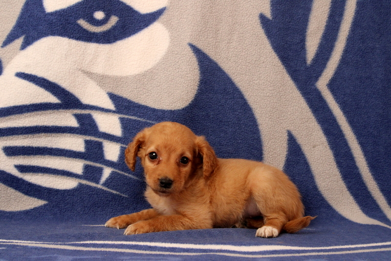 puppy, for, sale, Mini Goldendoodle F2B, Matthew B. Stoltzfus, dog, breeder, Gap, PA, dog-breeder, puppy-for-sale, forsale, nearby, find, puppyfind, locator, puppylocator, aca